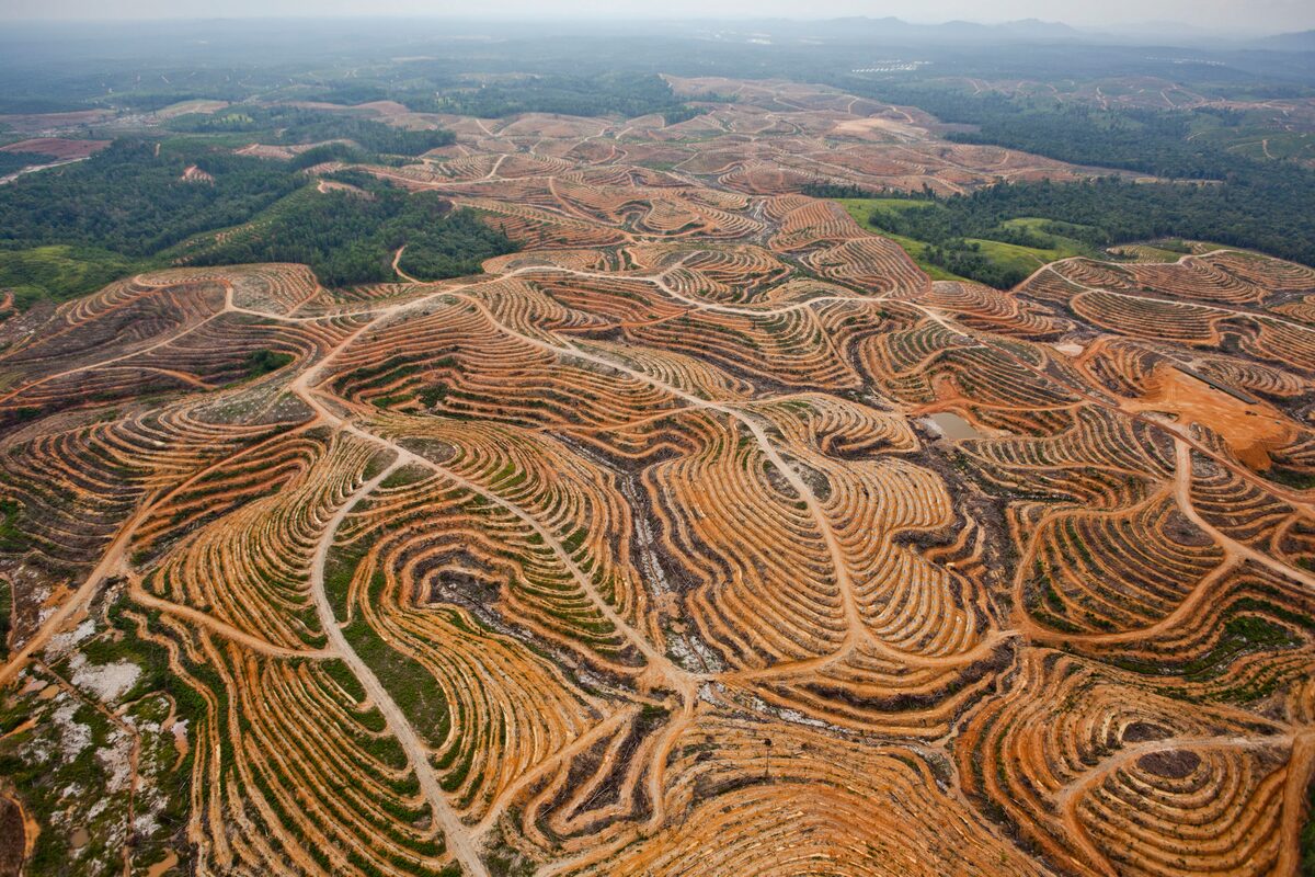 Aerial view of a large cleared landscape: terraced reddish-brown slopes stretching to the horizon, cut by access tracks, with remaining rainforest along the upper edge.